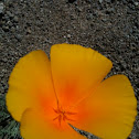 California Poppy