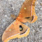 Polyphemus moth