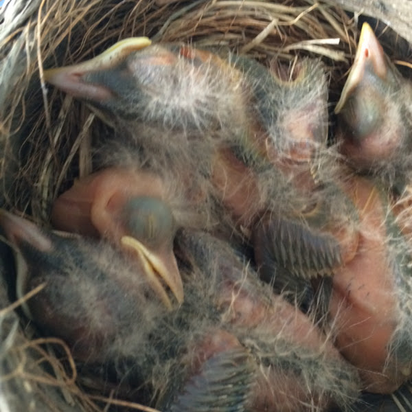 Robin Hatchlings Project Noah