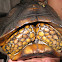 Brazilian giant tortoise