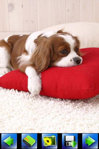 lovely-dog-wallpaper for android screenshot