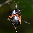 Rhinoceros Beetle
