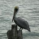 Brown Pelican