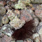 Red Spotted Horseshoe