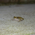 Cope's Gray Treefrog