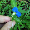 Common dayflower