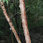 River Birch