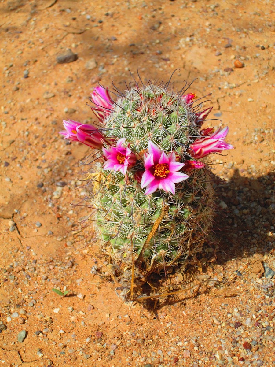 Pincushion cactus