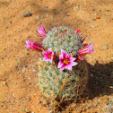 Pincushion cactus