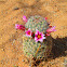 Pincushion cactus
