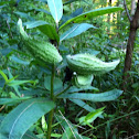 Milkweed