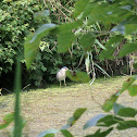 Black-crowned night heron