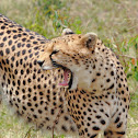 Cheetah