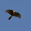 Sparrowhawk