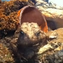 American Toad