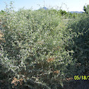 Big Saltbush