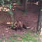 Brown bear