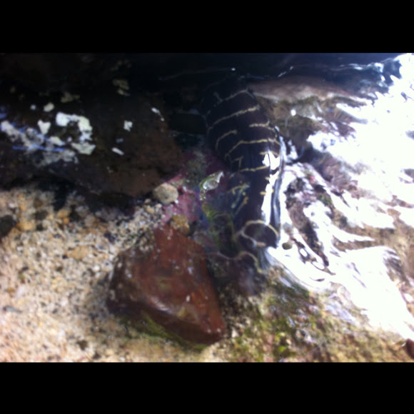 Spotting Image 1