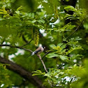 Yellow-billed Grosbeak