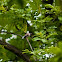 Yellow-billed Grosbeak