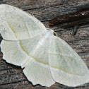 Pale Beauty