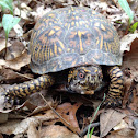 Box Turtle