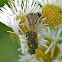 Northern crab spider vs. soldier fly