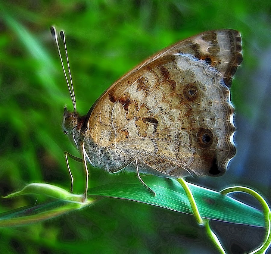 Butterfly by John Rizar - Digital Art Things