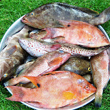Los pescados de la playa limon - Restaurant La Cueva - en El Cedro, Miches, Dominican Republic - http://www.rancholacueva.com