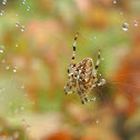 Orb Weaver, Garden Spider