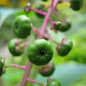 American Pokeweed