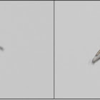 Buzzard