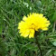 Dandalion