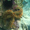 starfish