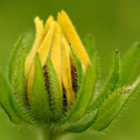 Black Eyed Susan