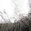 Miscanthus