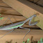 Chinese Mantis