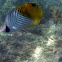 Threadfin Butterflyfish