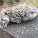 Shrew