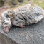 Shrew