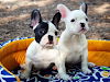 Cachorros Bulldog Frances Para Su Aprobacion