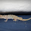 Turkish Gecko