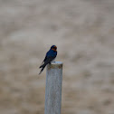 Welcome Swallow