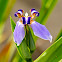Blue Walking Iris