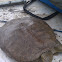 Spiny Softshell Turtle