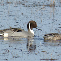 Northern Pintail Ducks (pair feeding)
