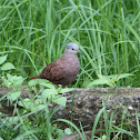 Ruddy Ground Dove