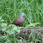 Ruddy Ground Dove