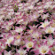 Asiatic Lily