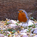 Pitroig (Robin)